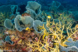 Golden-Damsels-over-Coral.jpg
