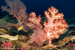 Soft-Corals-4.jpg