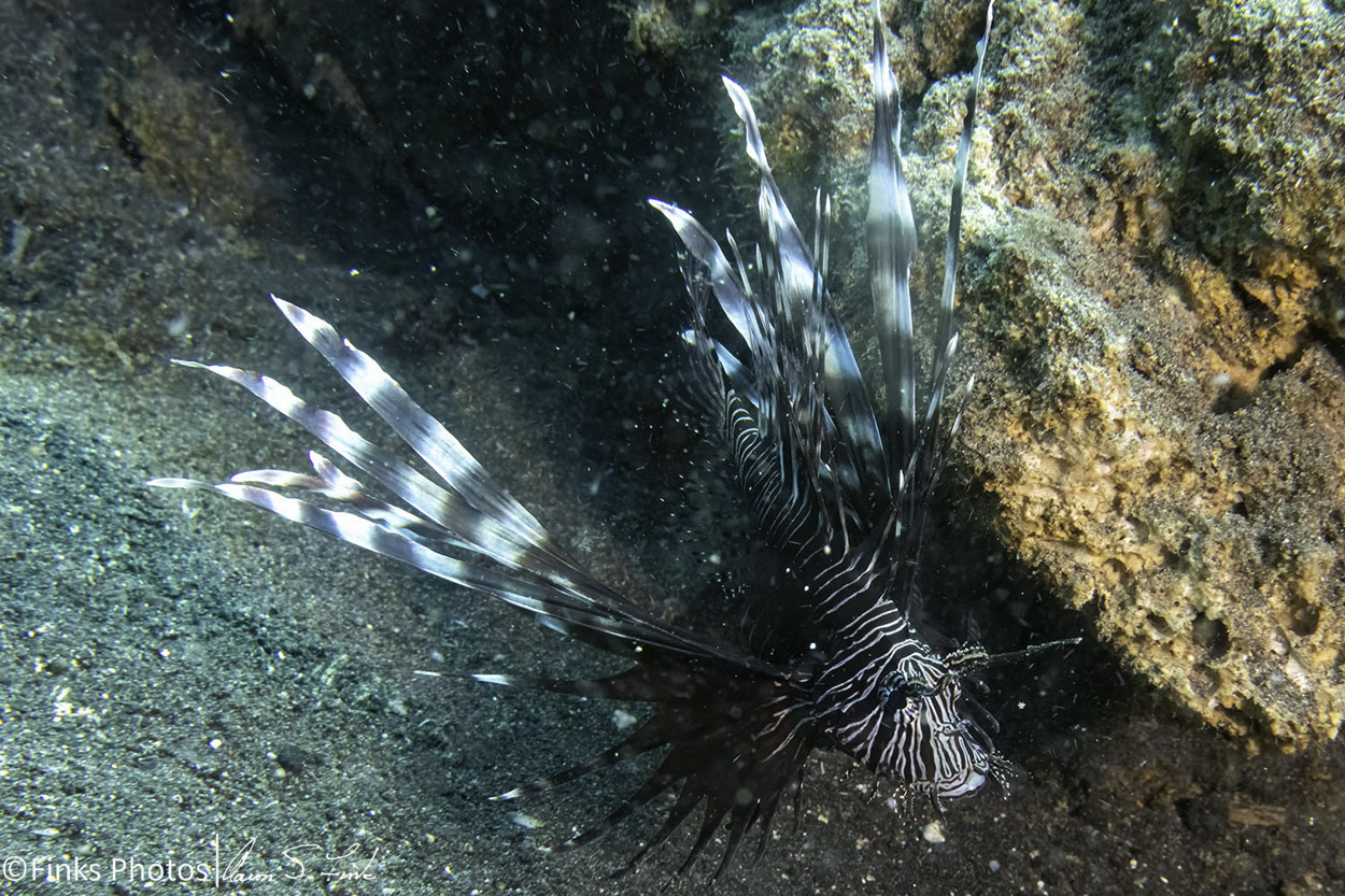 Cleartail-Lionfish.jpg