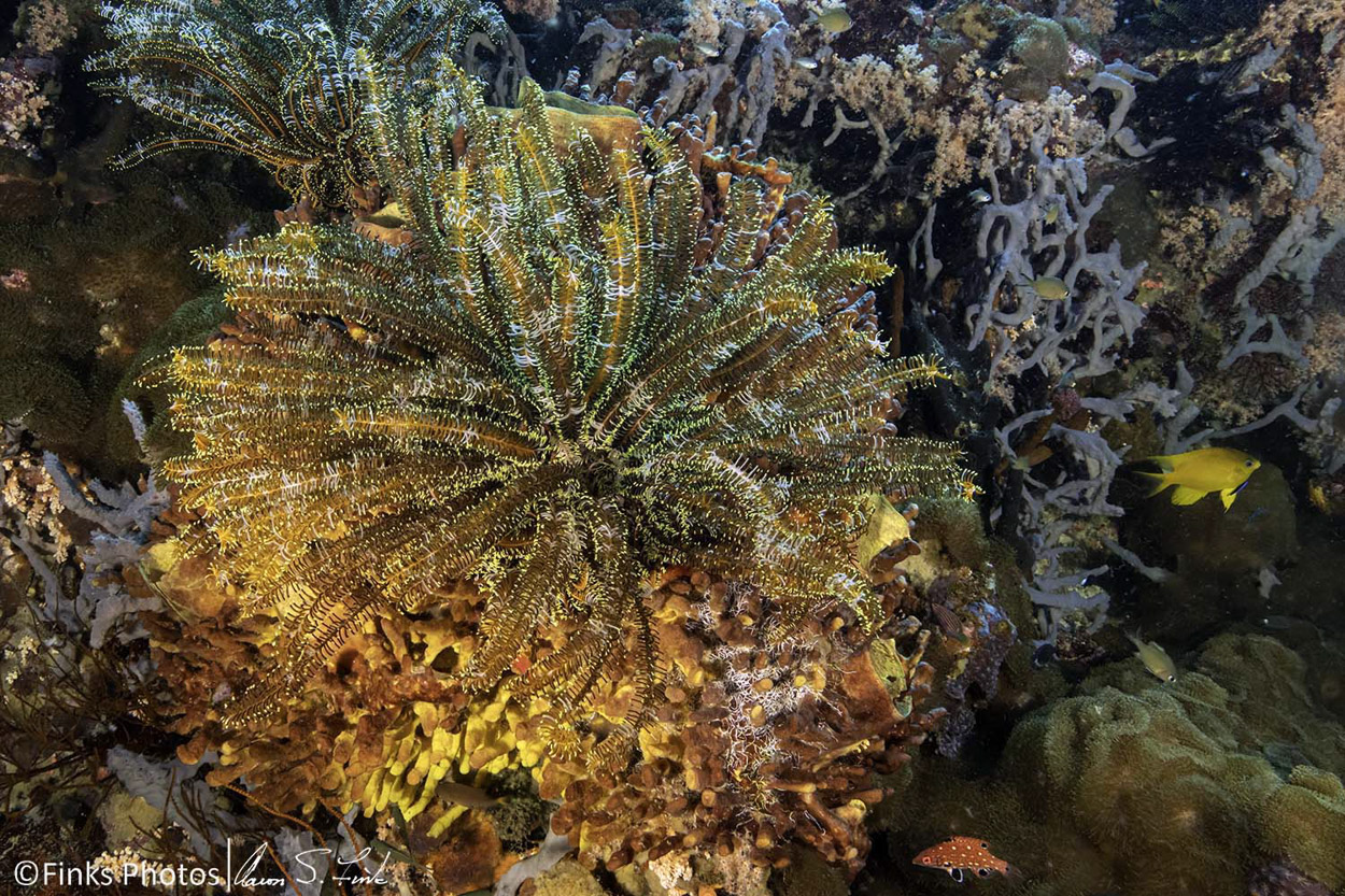 Crinoid-and-Golden-Damsel.jpg