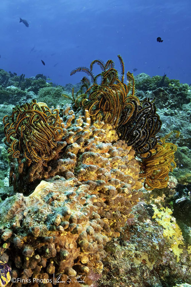 Crinoids-1.jpg