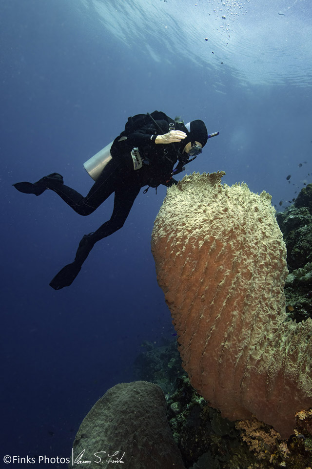 Diver-over-Barrel-Sponge-4.jpg