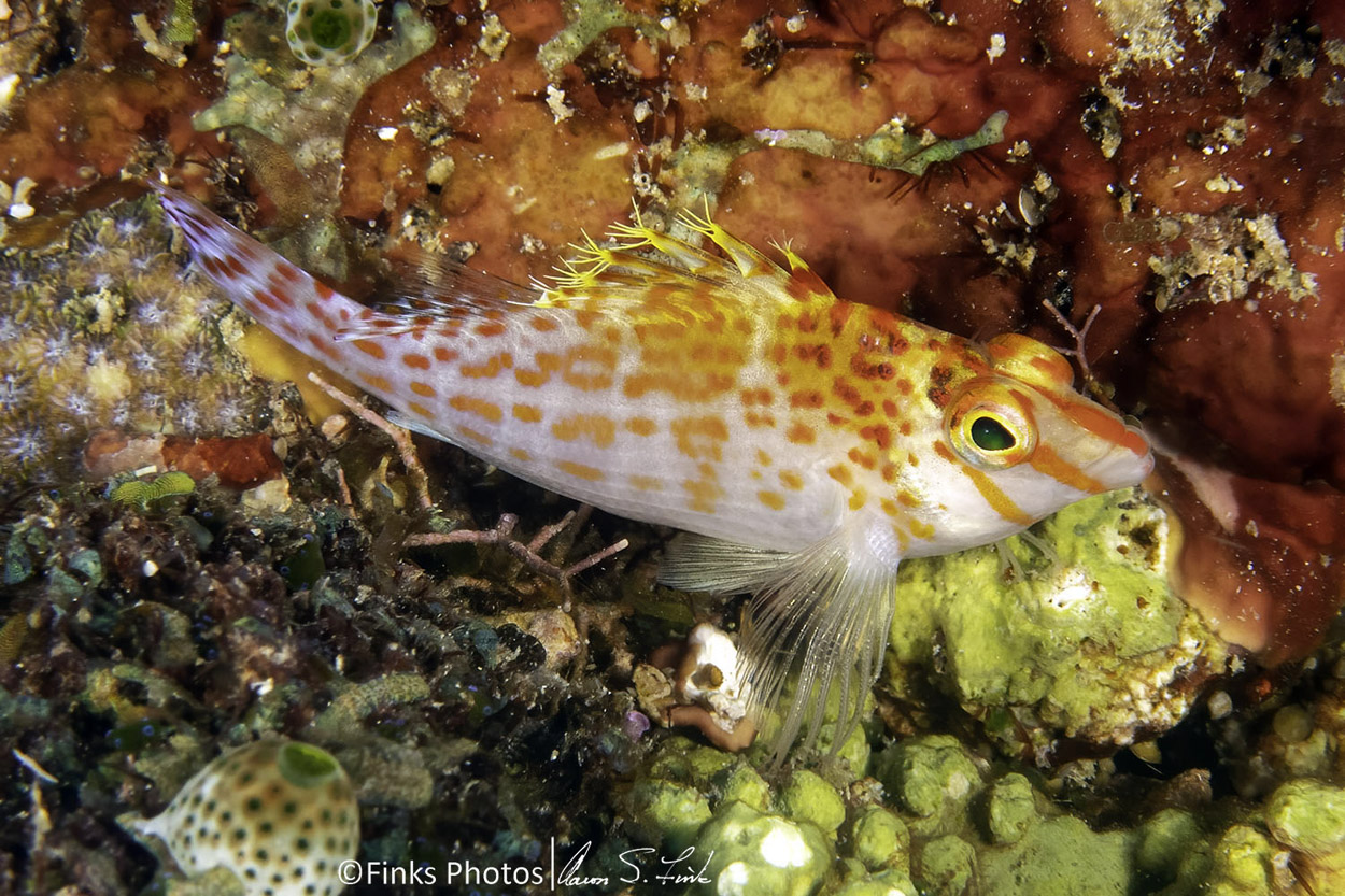 Dwarf-Hawkfish.jpg