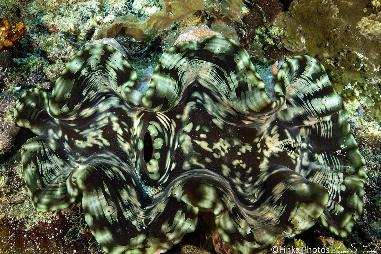 Giant-Clam.jpg