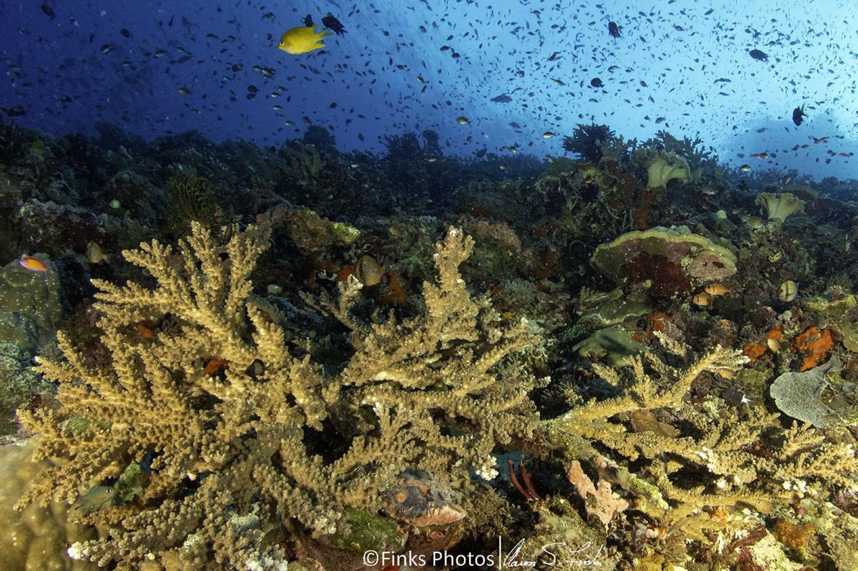 Golden-Damsel-over-Coral.jpg