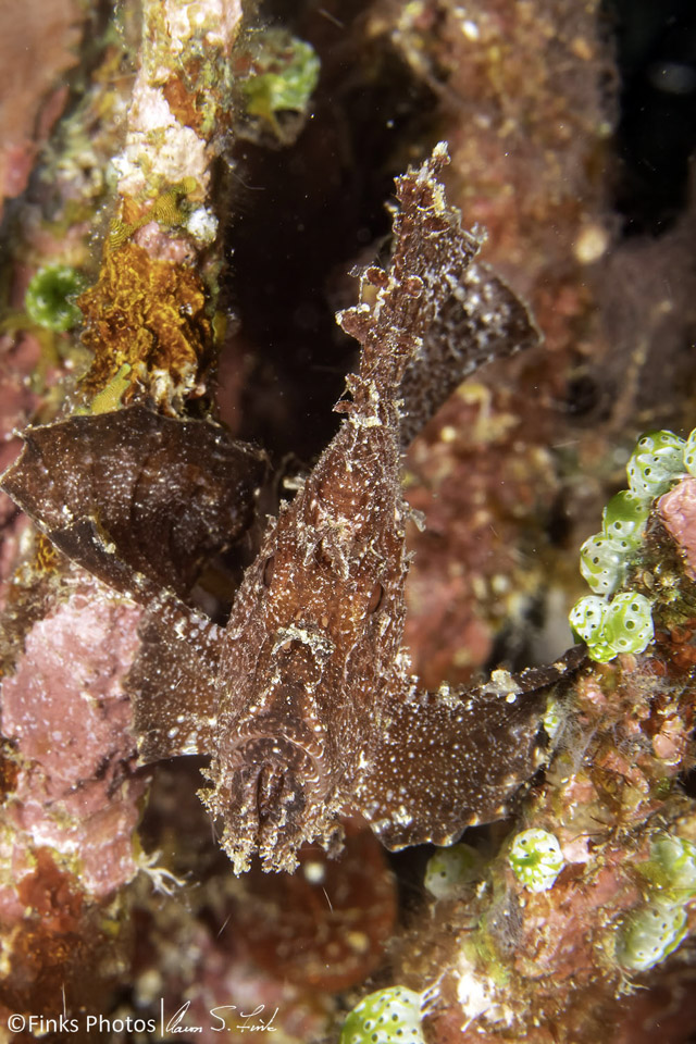 Leaf-Scorpionfish-1.jpg