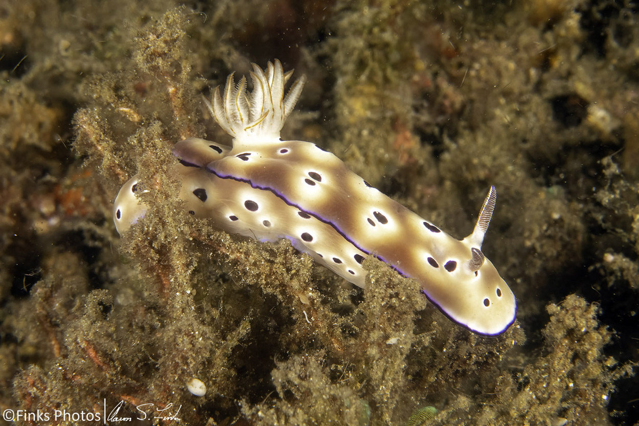 Leopard-Chromodoris.jpg