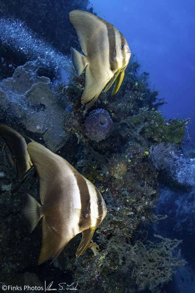 Longfin-Spadefish-1.jpg