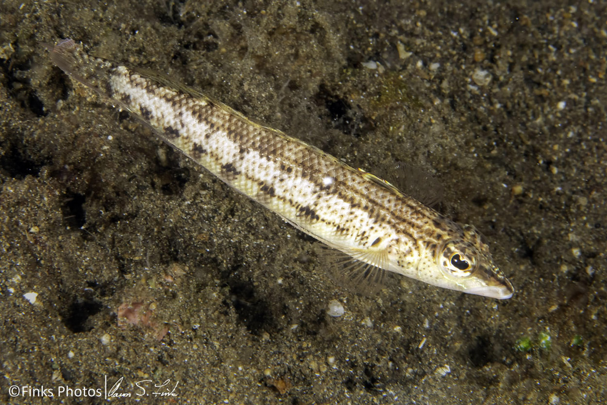 Nosestrip-Sandperch-Juvenile.jpg