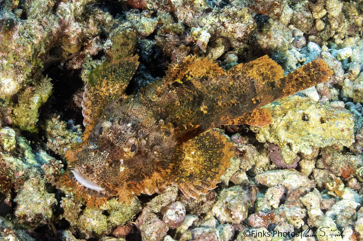 Papuan-Scorpionfish-3.jpg