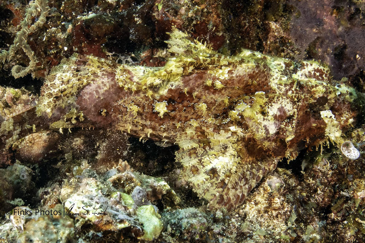 Papuan-Scorpionfish-8.jpg