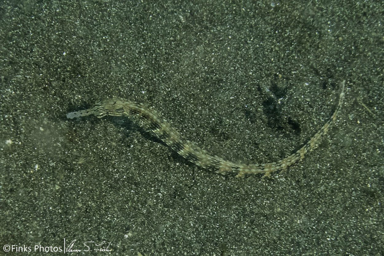 Pipefish.jpg