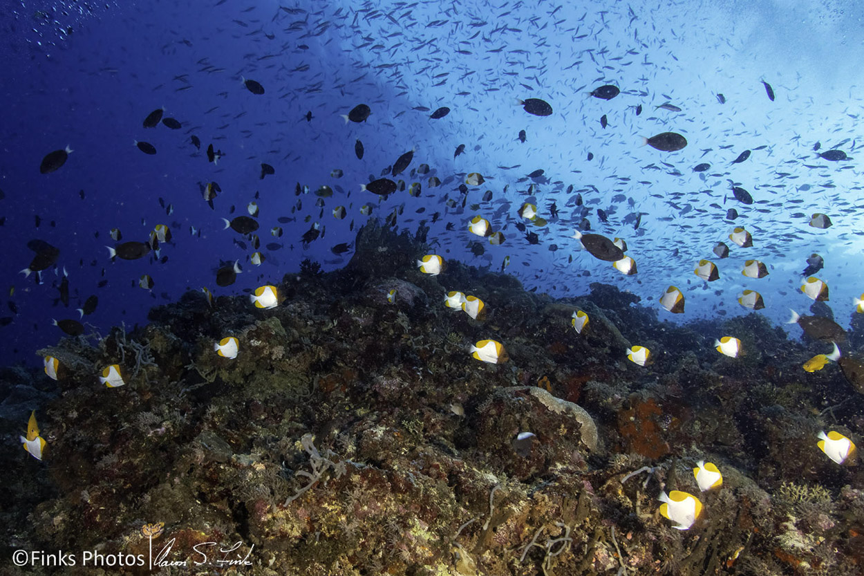 Pyramid-Butterflyfish-over-Reef-1.jpg