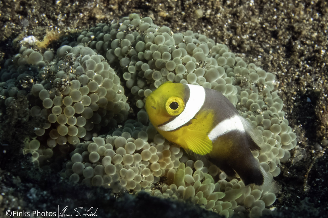 Saddleback-Anemonefish-1.jpg