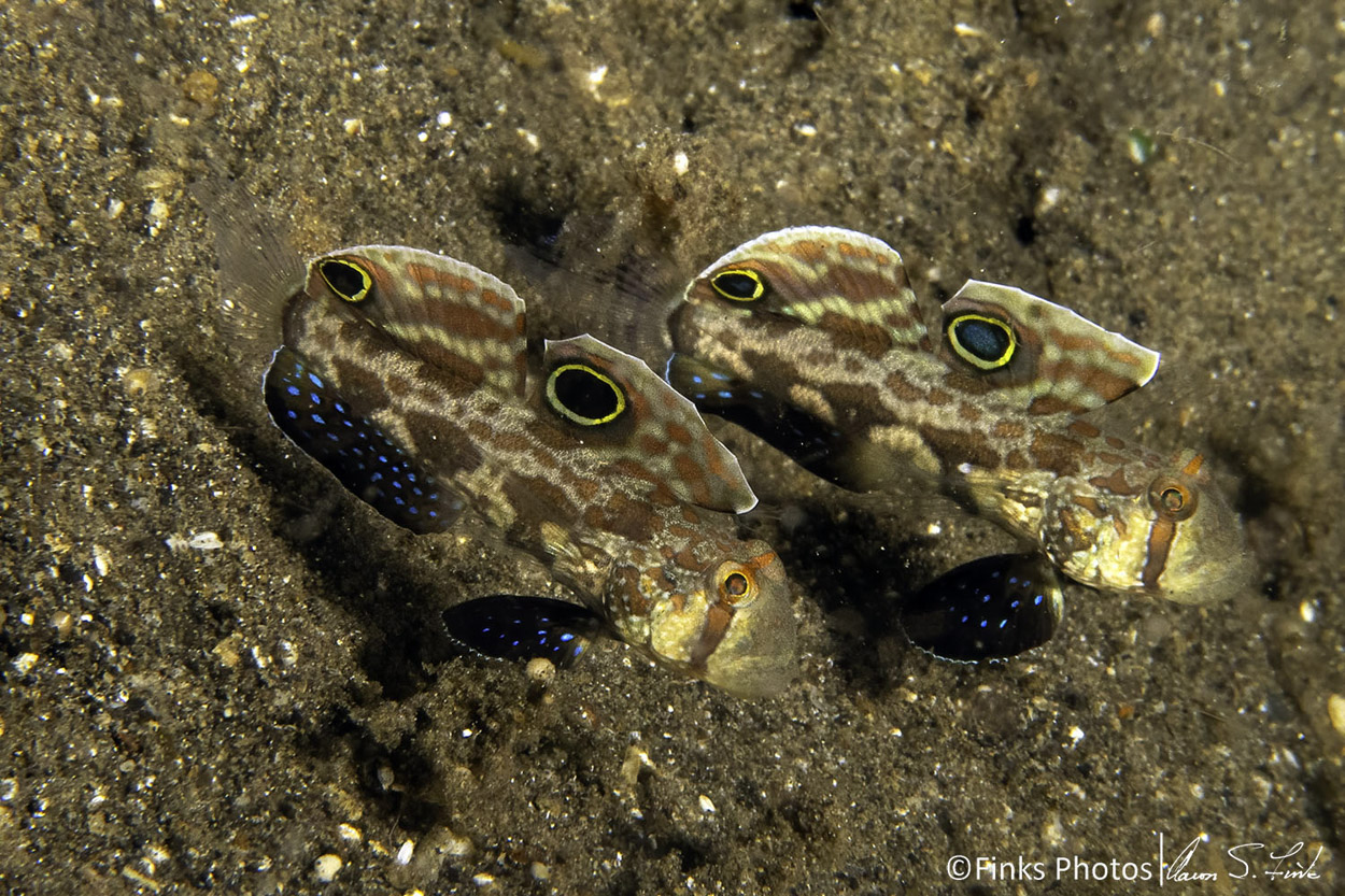 Signal-Gobies-1.jpg