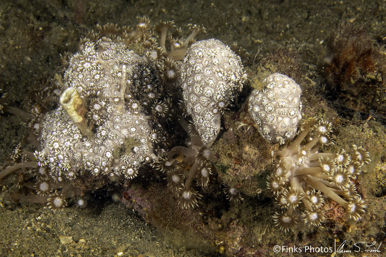 Stony-Coral-2.jpg