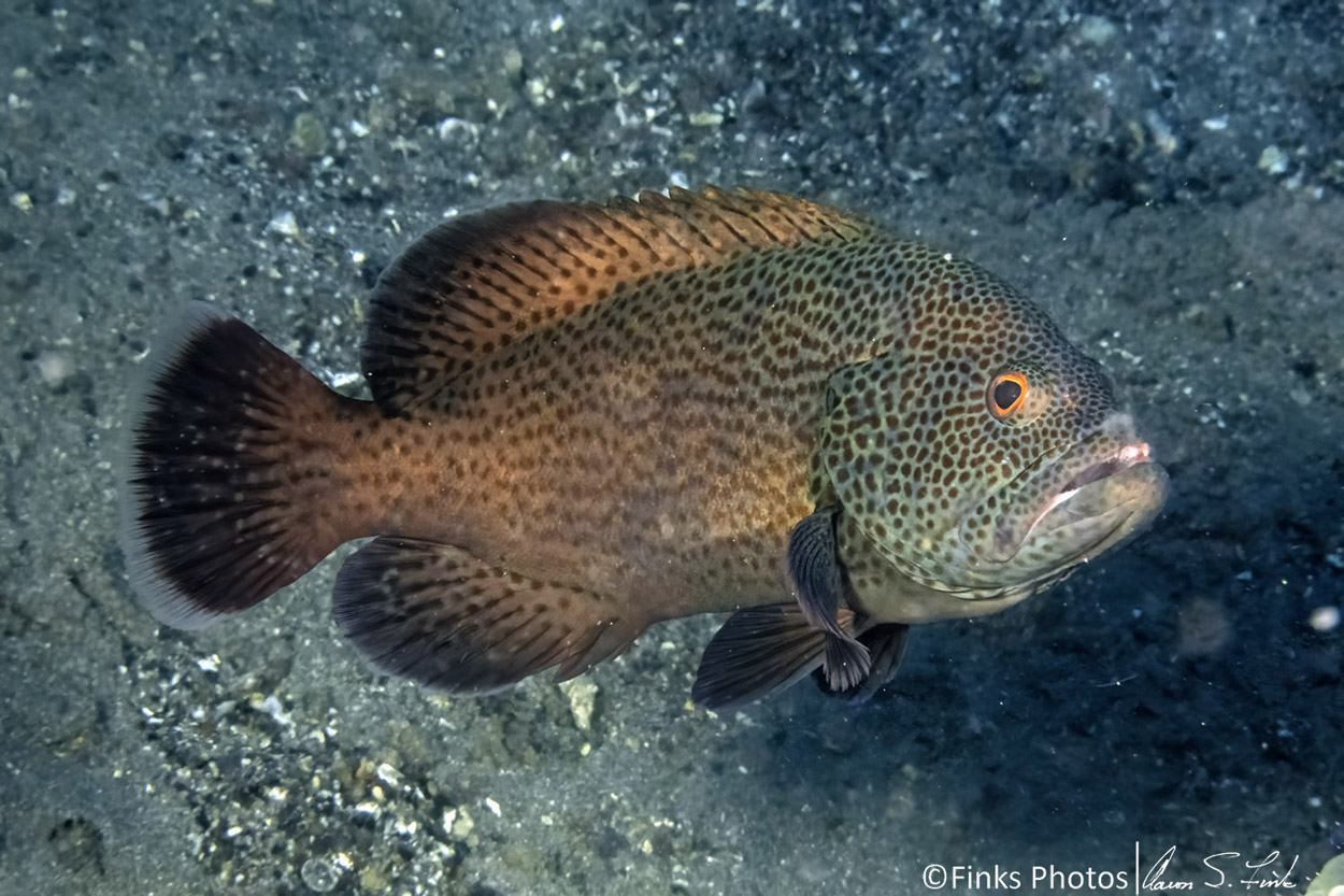 Tomato-Grouper.jpg