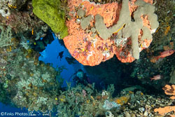 Diver-through-coral-arch.jpg