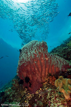 Fish-over-Barrel-Sponge.jpg