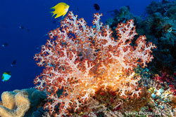 Golden-Damsel-over-soft-coral.jpg