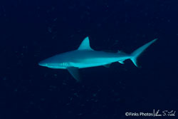 Gray-Reef-Shark.jpg