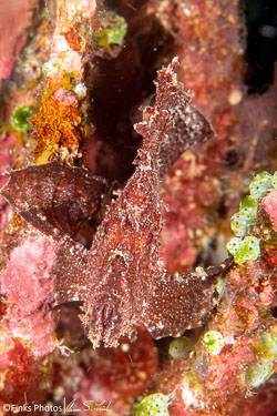 Leaf-Scorpionfish-1.jpg