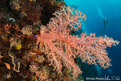 Soft-Corals-7.jpg