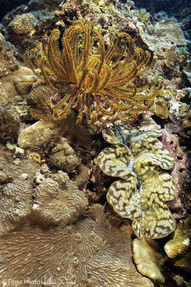 Crinoid-and-Giant-Clam.jpg