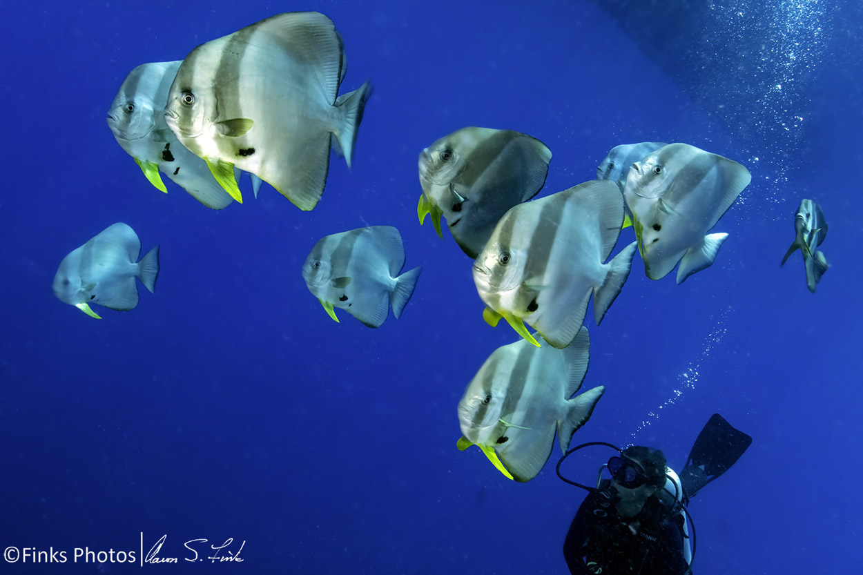 Diver-and-Longfin-Spadefish-1.jpg