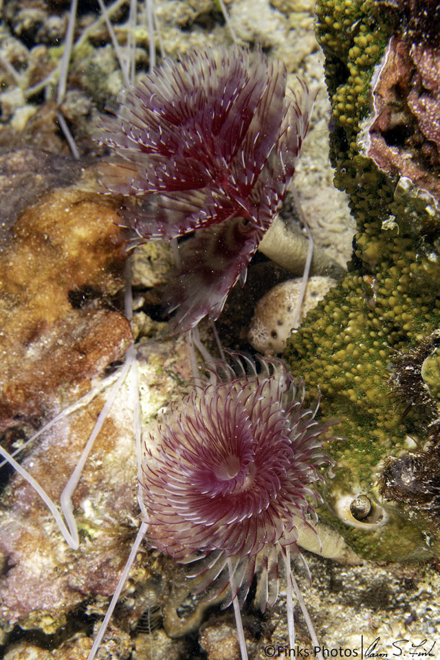 Feather-Duster-Worms.jpg