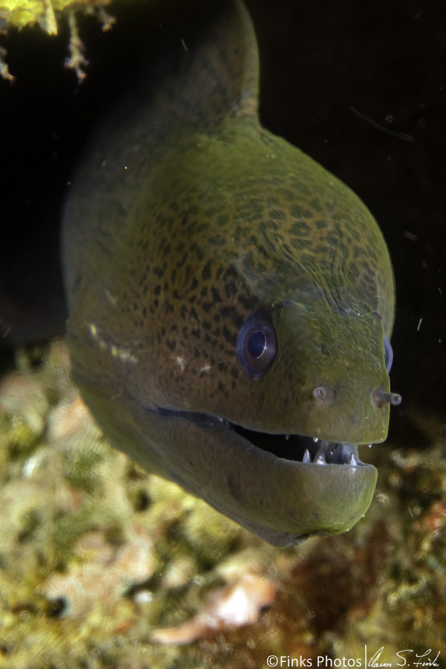 Giant-Moray-Eel-2.jpg