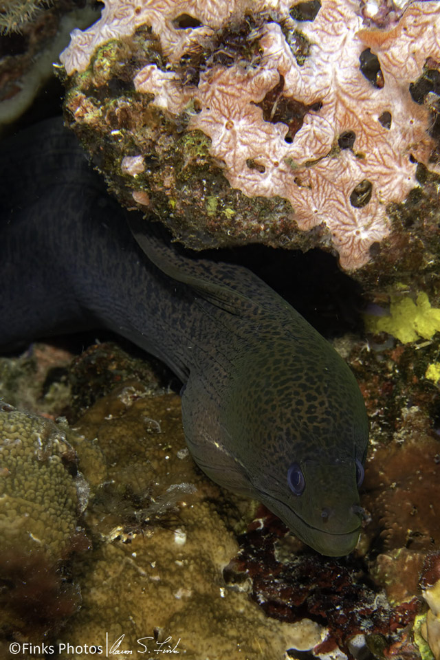 Giant-Moray-Eel.jpg