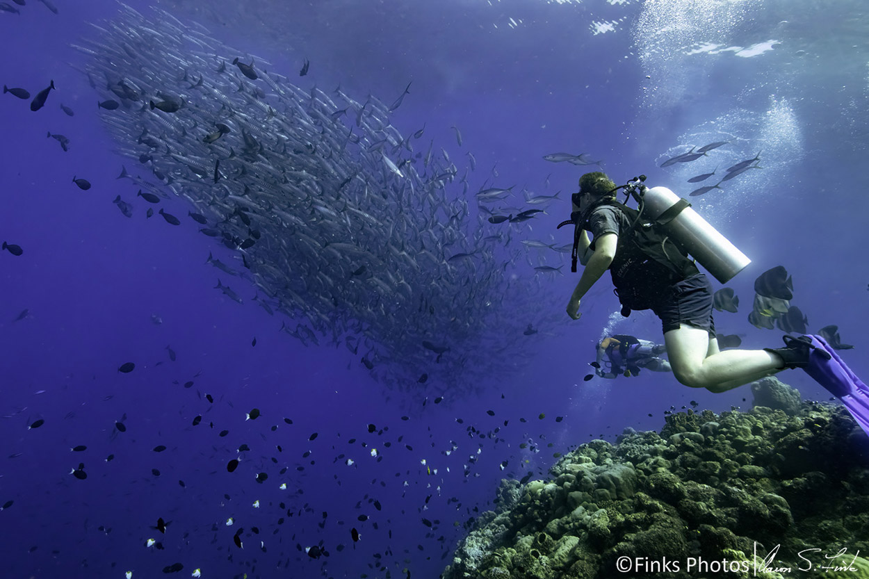 Great-Barracuda-over-the-Reef-2.jpg