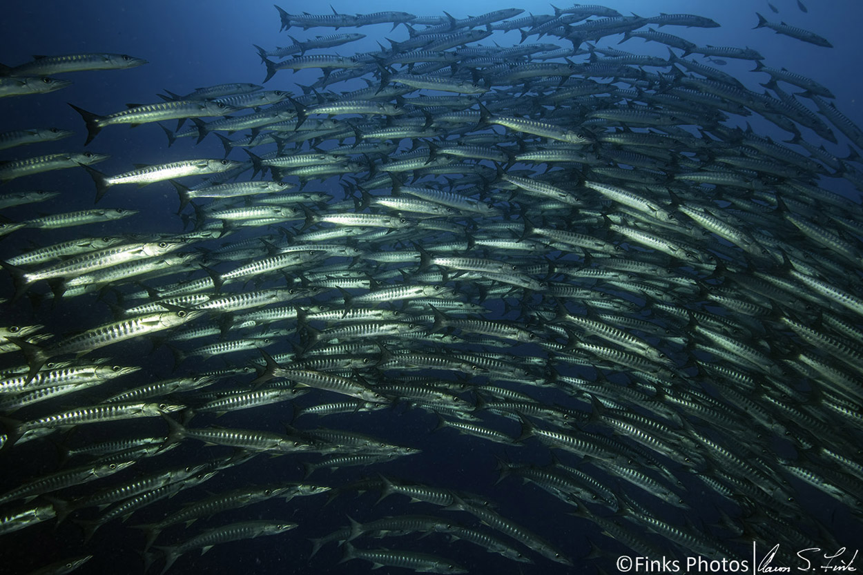 Great-Barracuda.jpg