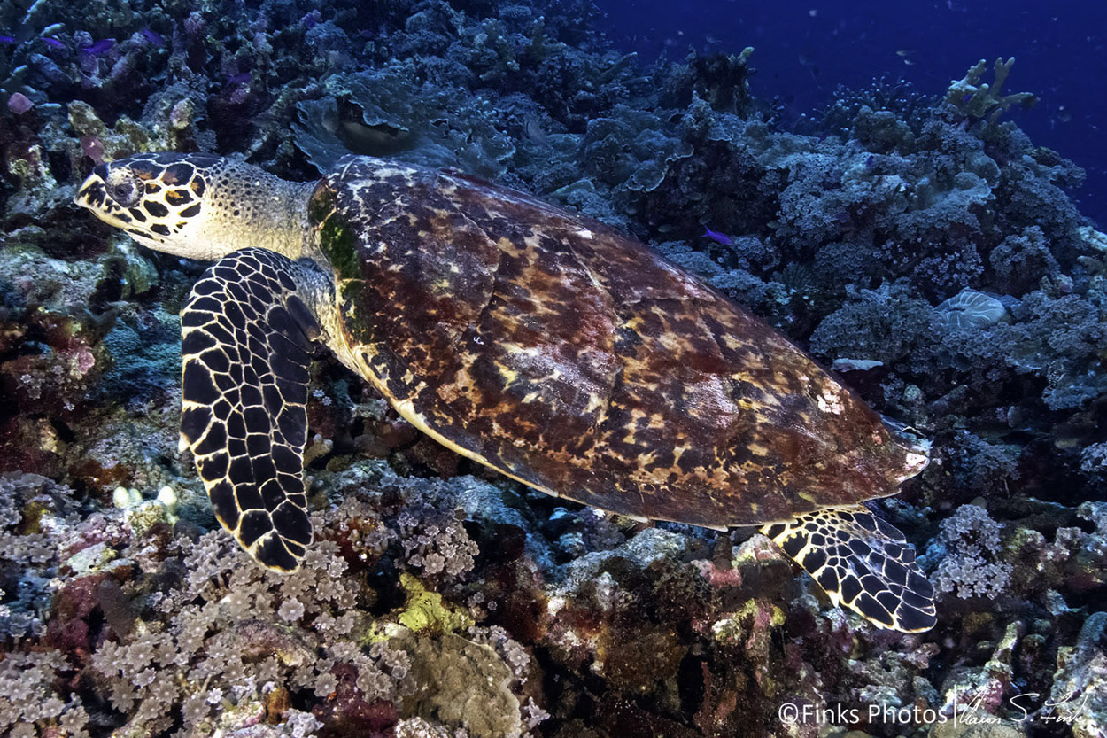 Hawksbill-Turtle-1.jpg