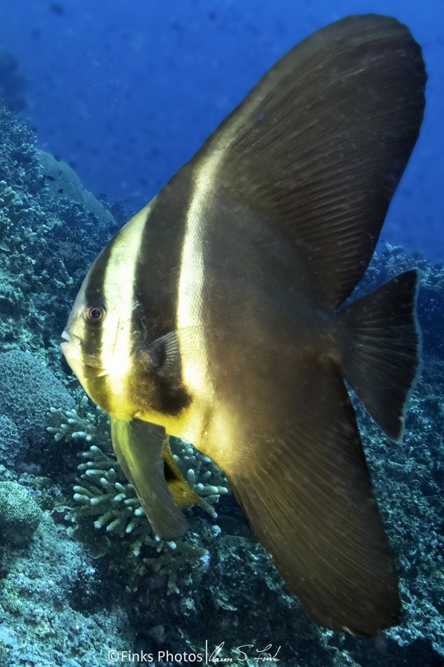 Longfin-Spadefish---Juvenile.jpg