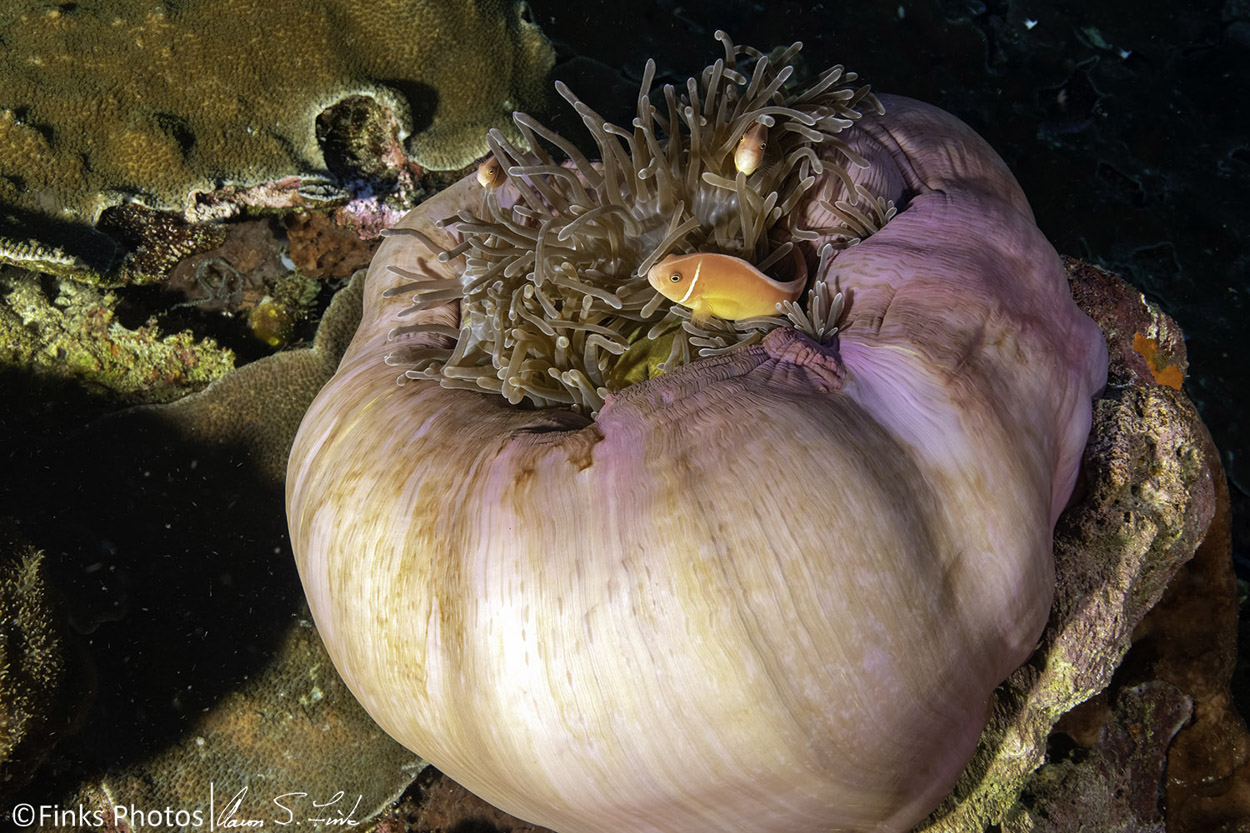 Pink-Anemonefish.jpg