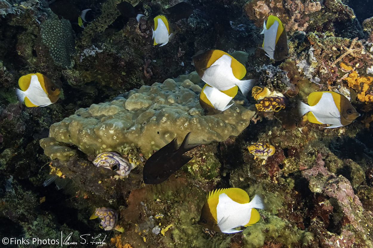 Pyramid-Butterflyfish-over-Reef-4.jpg