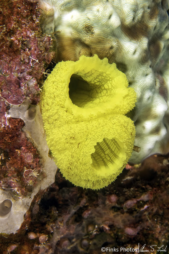 Tube-Sponge.jpg