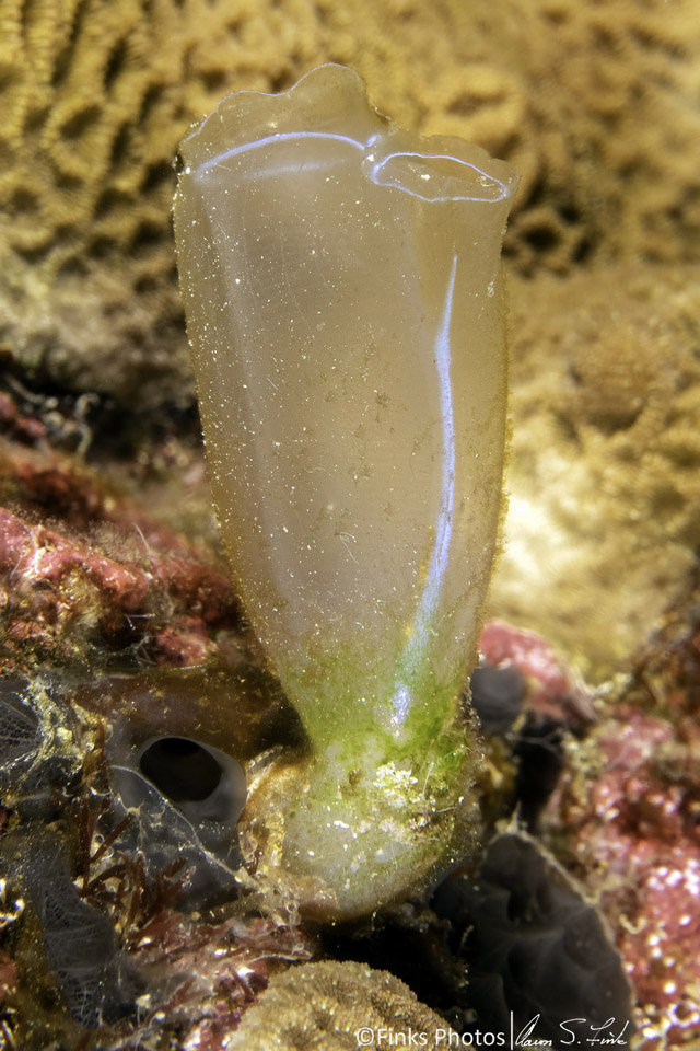 Tunicate.jpg