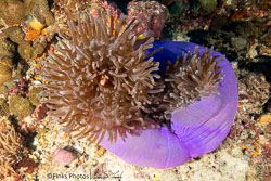Papua New Guinea III - Fathers Reefs