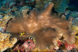 Papua New Guinea III - Fathers Reefs