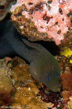 Papua New Guinea III - Fathers Reefs Papua New Guinea III - Fathers Reefs