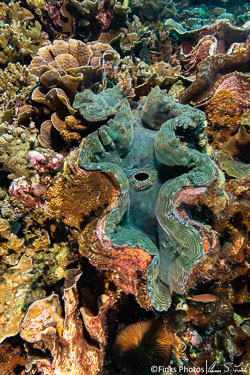 Giant-clams.jpg