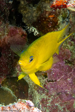 Papua New Guinea III - Fathers Reefs Papua New Guinea III - Fathers Reefs