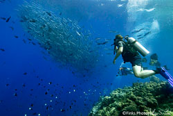 Great-Barracuda-over-the-Reef-2.jpg