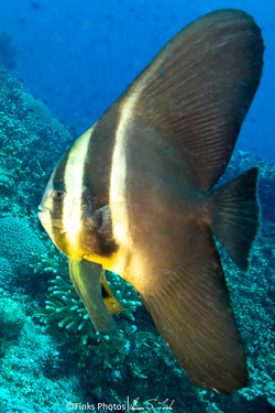 Longfin-Spadefish---Juvenile.jpg