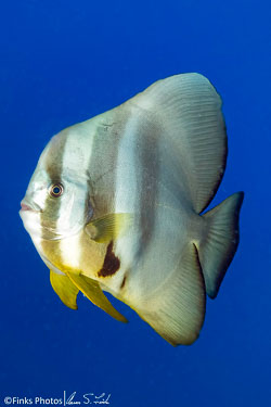 Longfin-Spadefish-2.jpg
