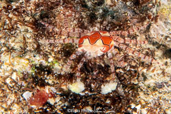 Mosaic-Boxer-Crab-1.jpg