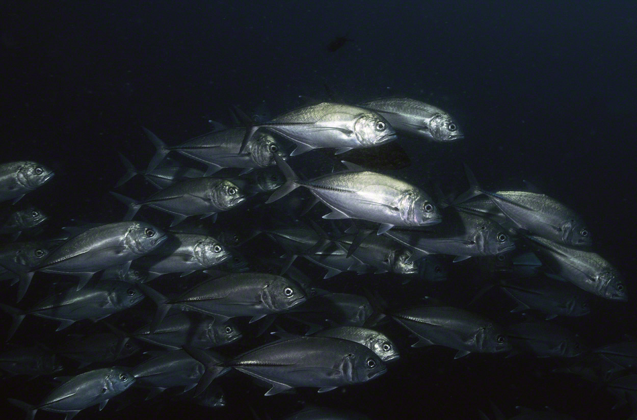 Bigeye-Trevally.jpg